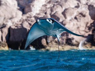 Adult Munk's pygmy devil ray (Mobula munkiana), leaping into the air, Ensenada Grande, Isla Partida, Baja California Sur