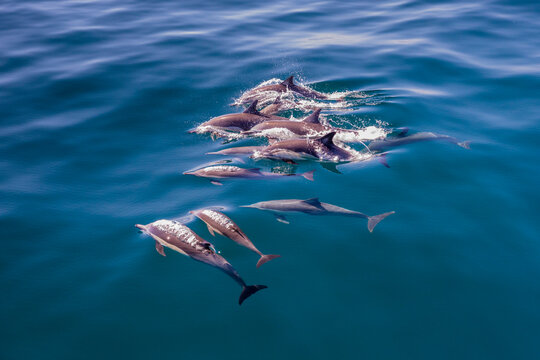 Long-beaked common dolphin pod (Delphinus capensis), surfacing, Los Islotes, Baja California Sur