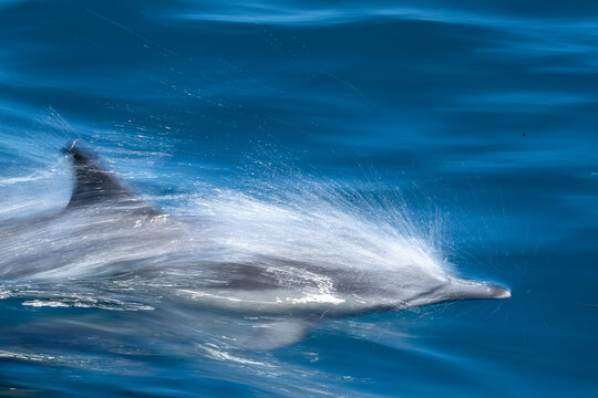 Motion blur of long-beaked common dolphin (Delphinus capensis), Puerto Gatos, Baja California Sur