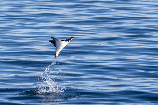 Adult Munk's pygmy devil ray, Mobula munkiana, leaping into the air, Isla San Jose, Baja California Sur