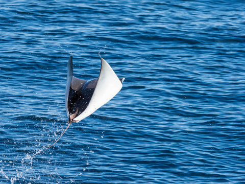 Adult Munk's pygmy devil ray (Mobula munkiana), leaping into the air, Isla San Jose, Baja California Sur