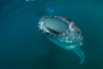 Young whale shark (Rhincodon typus), filter feeding near snorkeler at El Mogote, Baja California Sur