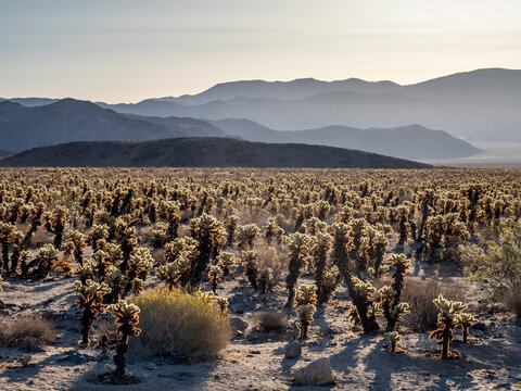 Teddy bear cholla (Cylindropuntia bigelovii), at sunrise in Joshua Tree National Park, Mojave Desert, California