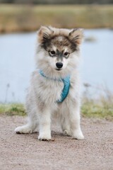 Portrait of a Finnish Lapphund puppy dog