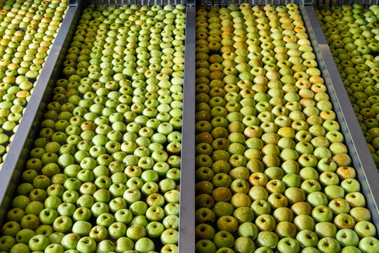Water tanks full of apples in rows during the washing process, Valtellina, Sondrio province, Lombardy