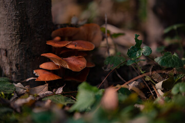 Enokitake or Winter Mushroom (Flammulina velutipes) growing on an old tree stump