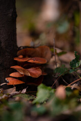 Enokitake or Winter Mushroom (Flammulina velutipes) growing on an old tree stump