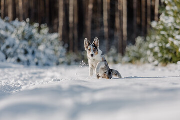 Border collie puppy in winter forest. Snowing landscape