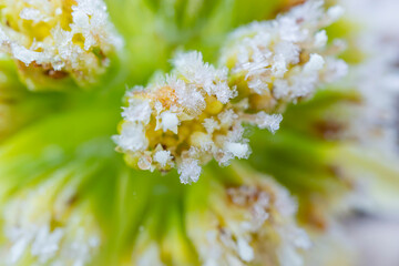 フキノトウの霜のクローズアップ