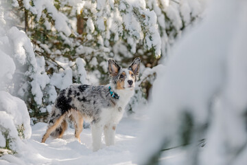 Border collie puppy in winter forest. Snowing landscape