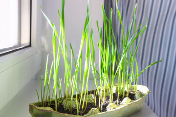 Waste-free production - growing plants in decomposable food containers. Ecological concept.