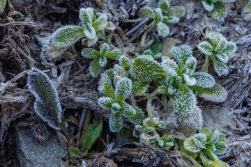 緑の草に降りた霜
