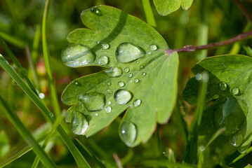feines Blatt mit einigen Tautropfen am frühen Morgen eines Sommertages