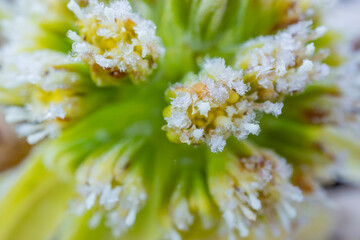 フキノトウの霜のクローズアップ