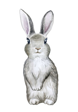 Gray Rabbit, bunny isolated on white background. Easter. Watercolor. Illustration. Hand drawing. Greeting card design. Clip art.