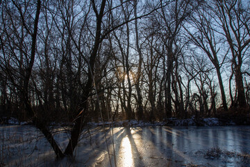 sunset in the forest