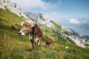 Fototapeta na wymiar Cows with bell grazing against valley and mountains. Beautiful landscape under Mount Pilatus. Lucerne, Switzerland.