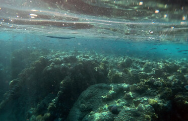 Tropical coral reef. Ecosystem and environment. Egypt. Near Sharm El Sheikh