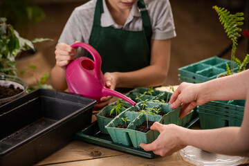 Close-up of an unrecognizable woman and a child planting seedlings together at home. A child waters plants from a watering can. Transplanting and caring for seedlings.