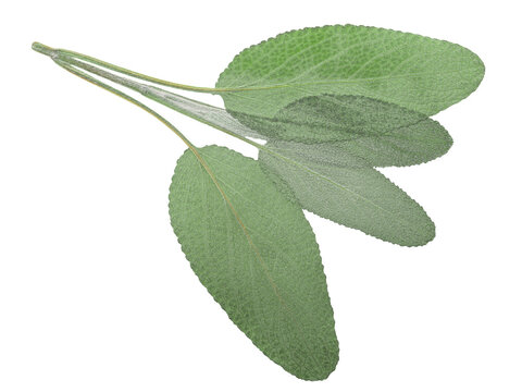 Dried flattened Sage leaves (Salvium officinalis), isolated,  top view