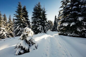 A path with trees on the side of a snow covered forest