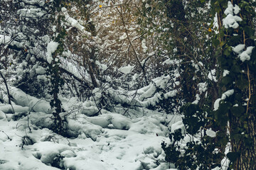 Fototapeta na wymiar Snow-covered winter forest in the Caucasus mountains. White snow and trees. Russian Winter.