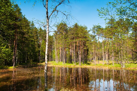 Viru Bog (Viru Raba) peat swamp, Lahemaa National Park, Harjumaa, Laane-Virumaa, Estonia