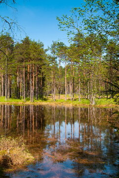 Viru Bog (Viru Raba) peat swamp, Lahemaa National Park, Harjumaa, Laane-Virumaa, Estonia