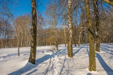 Sunny day in the frosty forest in the winter season. Landscape with forest and perfect sunlight with snow and clean sky. Beatuful contrast of snow shapes and shadows