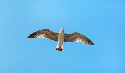 Seagull flies in the sky. Gull in flight.
