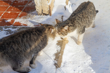 Two cats sniff and kiss each other in winter