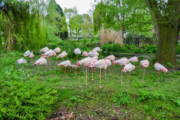 Flock of pink flamingos in London Zoo, UK