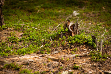 pine stump and lingonberry bushes, selective focus