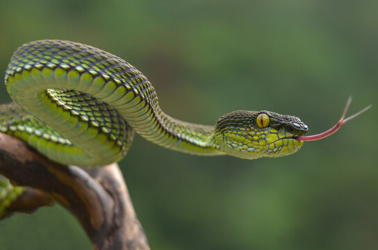the viper 