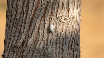 White snail on tree under sunbeam