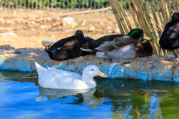 White duck floating on the water near another ducks