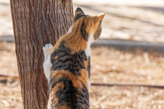 The cat stands on its hind paws and from behind a tree