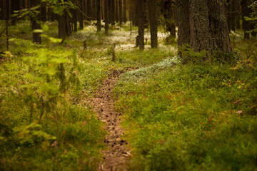 pine forest in summer, selective focus