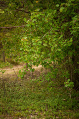 pine forest in summer, selective focus