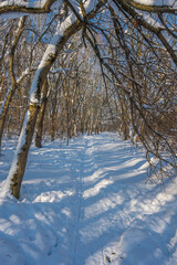 Sunny day in the frosty forest in the winter season. Landscape with forest and perfect sunlight with snow and clean sky. Beatuful contrast of snow shapes and shadows