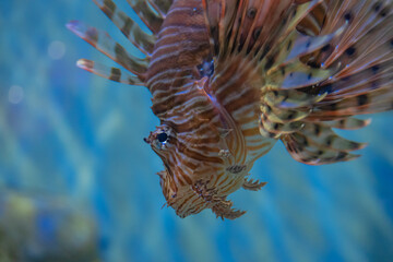 Fototapeta na wymiar head of a lionfish swimming in an aquarium