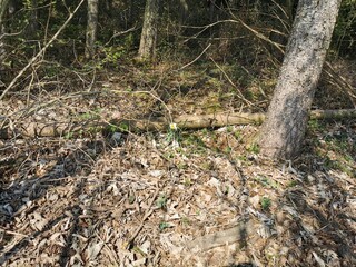 Fototapeta premium Waldboden