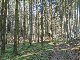 Obraz premium Waldweg
