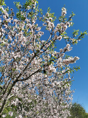 Branch of pink spring blossom cherry tree against blue sky