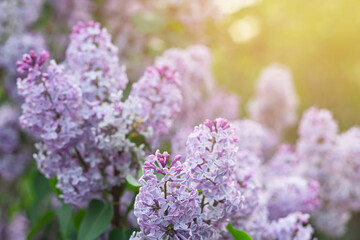 Blooming tender lilac, violet blue flower closeup at spring sunlight, natural background, pastel romantic color