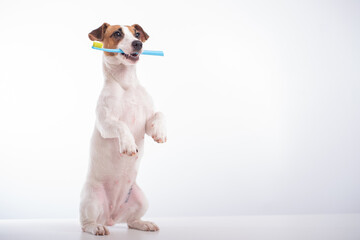 Smart dog jack russell terrier holds a blue toothbrush in his mouth on a white background. Oral...