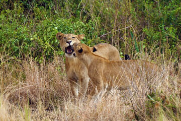 Plakat Young African lions (Panthera leo) playfully fight in the tall yellow grass. Rough game of predators.