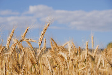 Rye field in a hot summer day, close up. Space for text. Natural summery background.