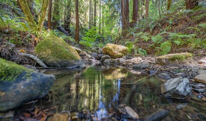Beautiful landscape, bed of a mountain river with reflection and a stream of clear water in the shade of trees in a California forest