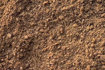 Dung or manure on the farm when the morning sun is shining.